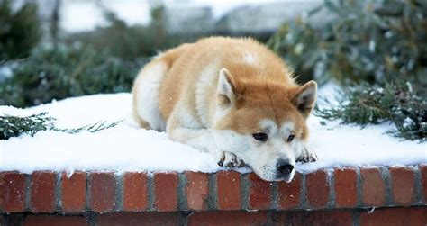 Why Hachi A Dogs Tale Is One Of The Best Dog Movies Ever Hachiko Lives