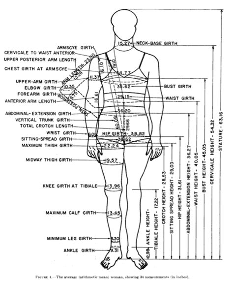 In humans, it is bounded by the diaphragm and the pelvis. A short history of U.S. white women's measurements used for patternmaking | Measurement ...