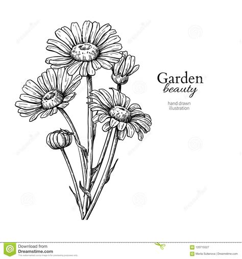 Daisy Flower Drawing Vector Hand Drawn Engraved Floral Set Stock