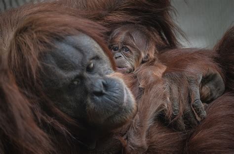 Critically Endangered Sumatran Orangutan Born At Chester Zoo About