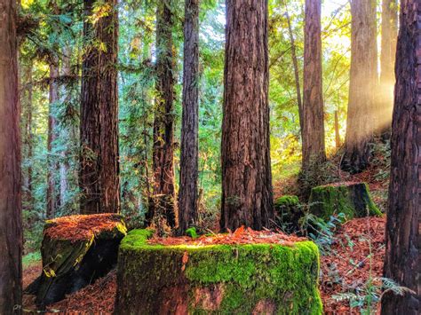 Santa Cruz Redwoods Wallpapers Top Free Santa Cruz Redwoods