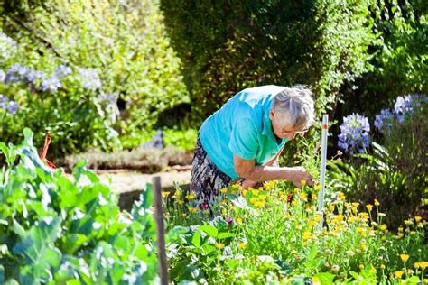 Image Of Mature Woman Picking Flowers In Her Garden Austockphoto