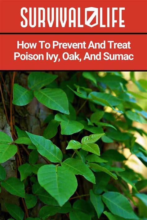 Learn To How To Recognize Poison Ivy Oak And Sumac Here So You Can