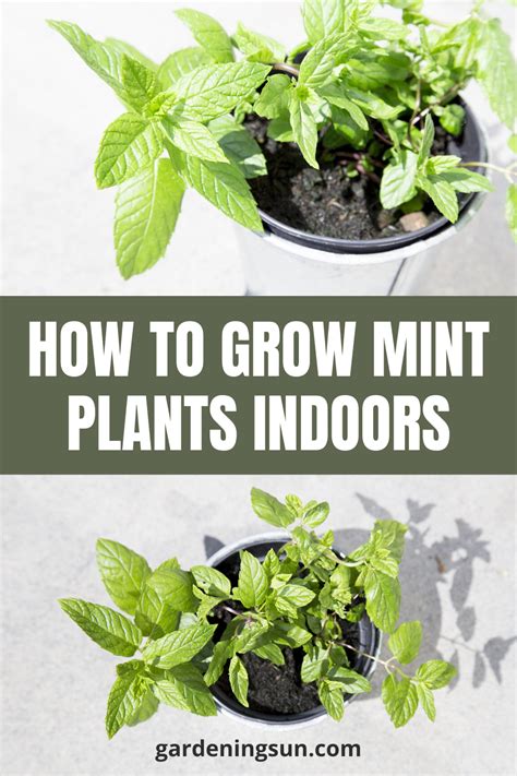 How To Grow Mint Plants Indoors Mint Plants Growing Mint Plants