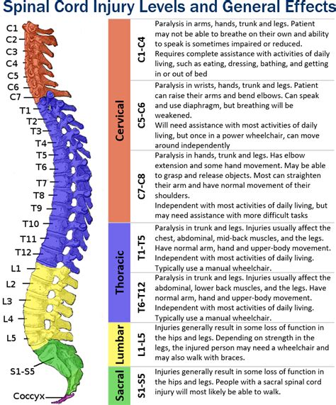 Spinal Cord Injury Levels Chart