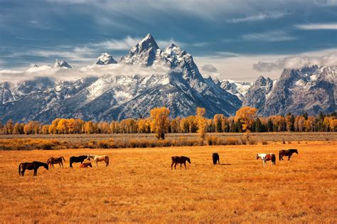 Horses Grazing In Grand Teton National Park 2048x1365 Photographed By