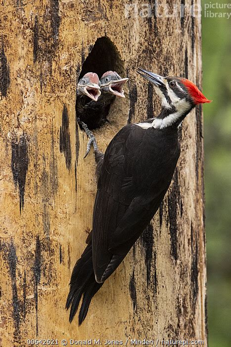 Stock Photo Of Pileated Woodpecker Dryocopus Pileatus Mother At Nest