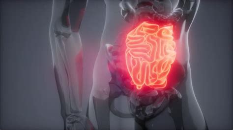 Human Small Intestine Radiology Exam Motion Graphics Videohive