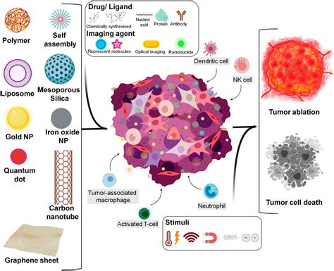 Frontiers Designing And Immunomodulating Multiresponsive Nanomaterial