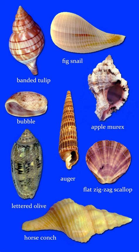 Sancapstar Shell Guide Shells Sea Shells Shells And Sand