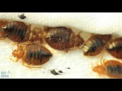 Place a detector on the floor next to the two legs of the bed or furniture closest to the how. How to use a bed bug detector - YouTube