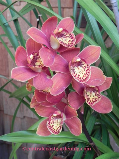 Growing Cymbidium Orchids On The Central Coast Central Coast Gardening