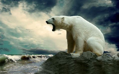 They are classified as caniforms, or doglike carnivorans. polar Bears, Animals Wallpapers HD / Desktop and Mobile ...