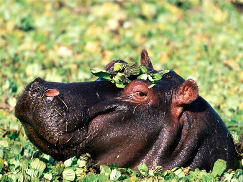 Hippopotamus Unique Animals African Wildlife
