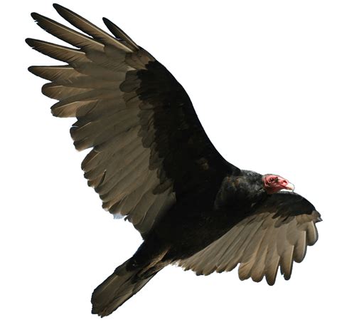 Clipart Turkey Flying Clipart Turkey Flying Transparent Free For