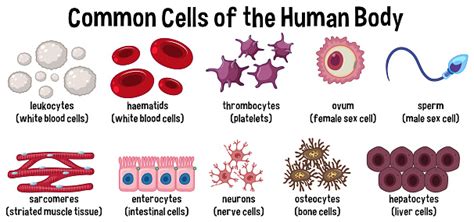 Common Cells Of The Human Body Stock Illustration Download Image Now