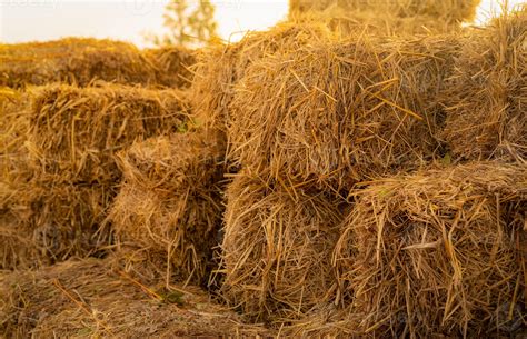 Dry Straw Bale Pile Of Stacked Yellow Straw Bales Haystack In Farm