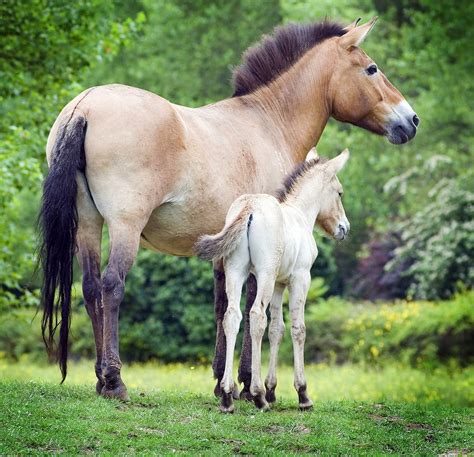 Przewalski's Horse Mare and Foal | Przewalski's Horse (Equus… | Flickr