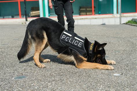 ¿cuáles Son Las Mejores Razas Para Perros Policía