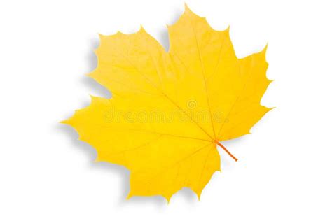Yellow Maple Leaf Isolated On White Stock Photo Image Of Textured