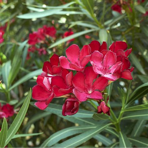 Lowest Prices Around 4 5 Red Oleander Plant Beautiful Flowers