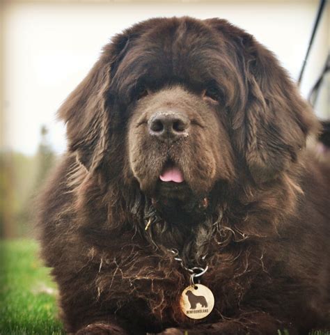 35 Very Beautiful Newfoundland Dog Pictures
