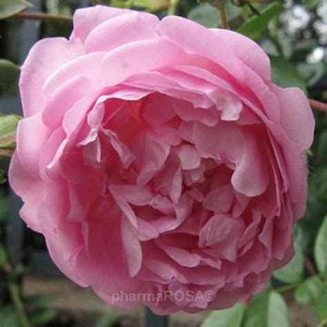 Jasmina Pink Climber Rose Discrete Fragrance