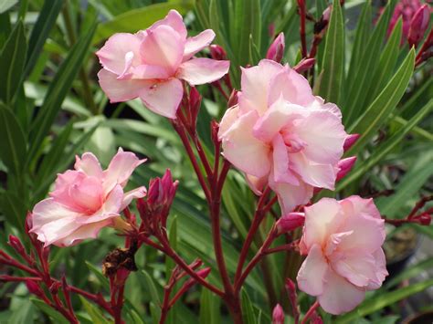 The good news is that there have been very few reports of human death due to oleander toxicity, probably due to the plant's vile taste, says the university of wisconsin's bioweb. Nerium oleander 'Rosée du Ventoux' - Pépinières de la Rivière