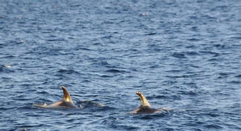 Whale Watching Iceland in December - Report from Dec 21 | lakitours.com