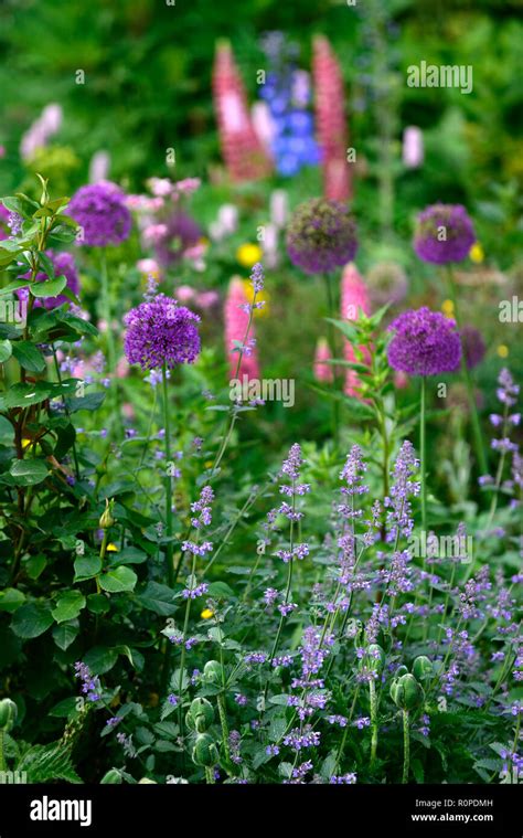 Allium Purple Sensationnepeta Six Hills Giantlupinscottage Garden
