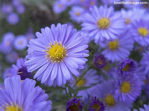 Yellow flowers burst with happiness and are well known all over the world as a symbol of friendship. Aster Flower Name In Hindi - Best Flower Wallpaper