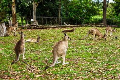 Australia Travel Tips 10 Things You Need To Know Before Traveling To