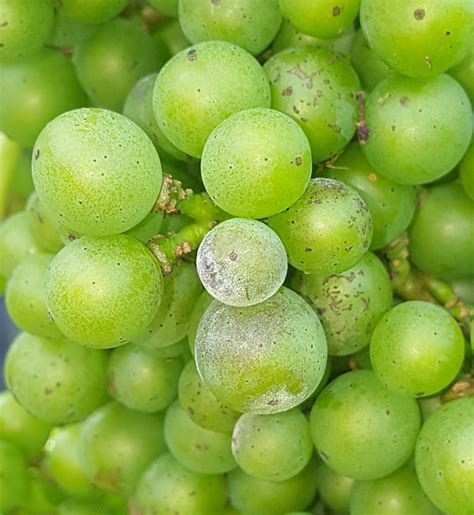 We did not find results for: Detecting emerging pesticide resistance in grapes ...