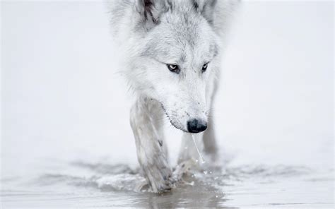 Blue Wolf Eyes Wallpapers Hd Wallpaper Cave