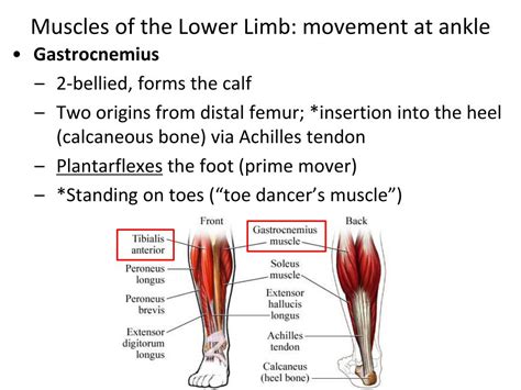 In your movement analysis you will need to. PPT - Muscles of the Upper & Lower Limbs PowerPoint ...