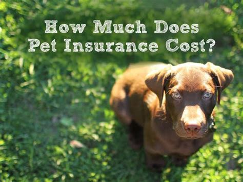 Aspca pet insurance's score is calculated based on overall customer ratings, brand name recognition prescription coverage: What is the average cost of pet insurance per month ...