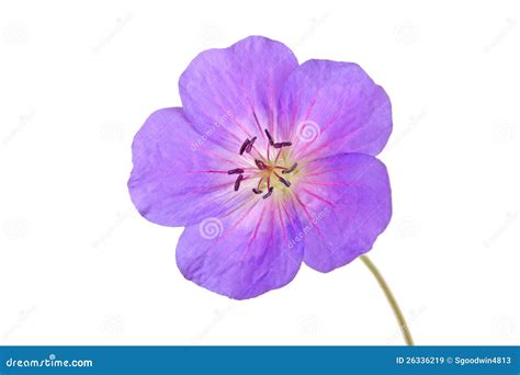 White Background Single Violet Flower Inkeriini