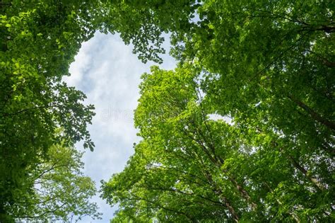 Green Leaves Tree Canopy Stock Photo Image Of Trees 116072972