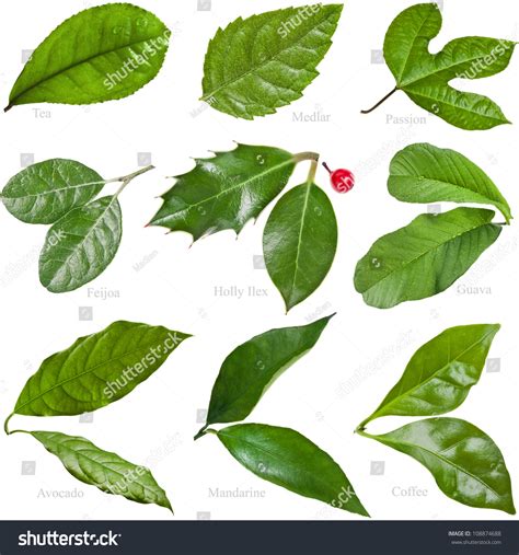 Collection Set Green Fresh Leaves Fruit Stock Photo 108874688