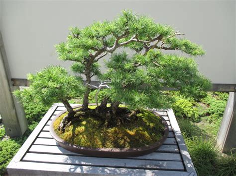 Class covers the care required. Bonsai Tree Green Bay Wi - bonsai tree