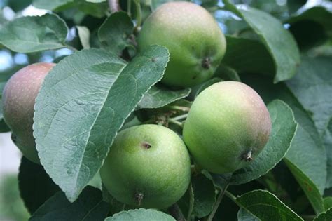 As with summer pruning, you'll want to take care not to cut too many of the existing fruiting buds that will form fruits later in the summer. pgeresourcepage [licensed for non-commercial use only ...