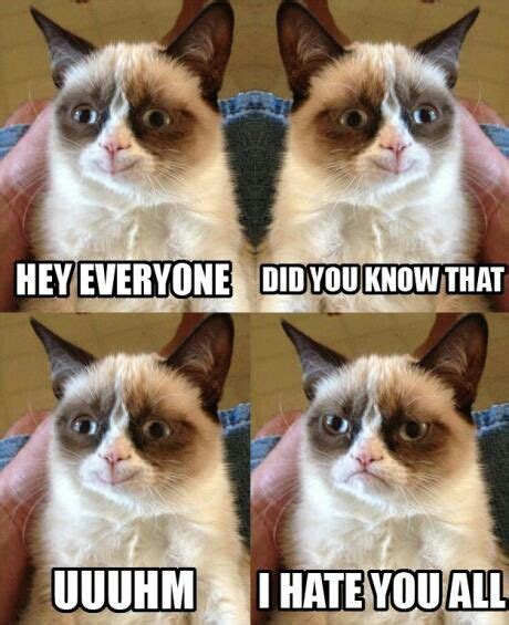 Grumpy Cat Crazy Funny Pictures Cute Cats Photos Funny Animal Photos