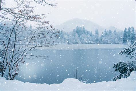 Frozen Lake In Snowy Forest Stock Photo Image Of Light Cool 108174854