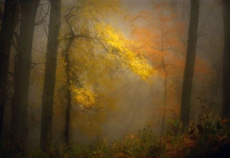 Pocket Of Gold By Deb Lee Carson On Capture Minnesota Autumn