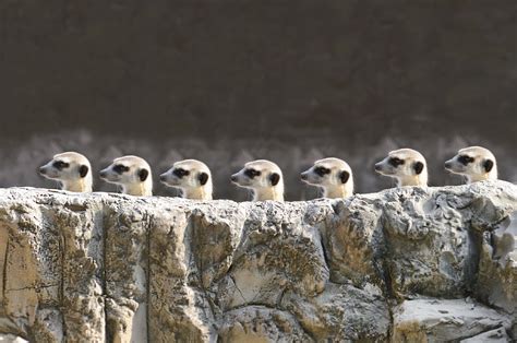 Meerkats Wallpaper