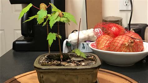 Quietly Creating A Miniature Red Maple Grove Acer Rubrum Bonsai Youtube