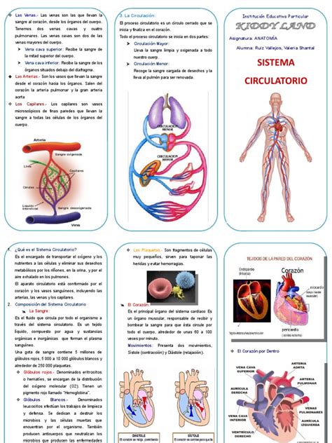 Triptico Sistema Circulatorio Sangre Sistema Circulatorio