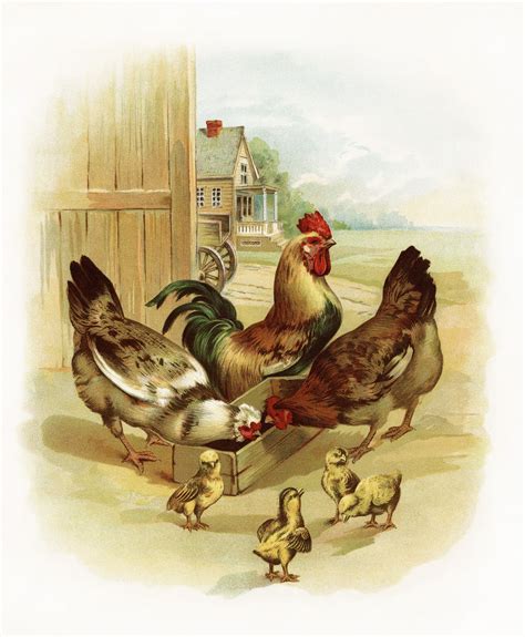 Vintage Rooster Image Visit To The Farm Chicken Chicks Illustration