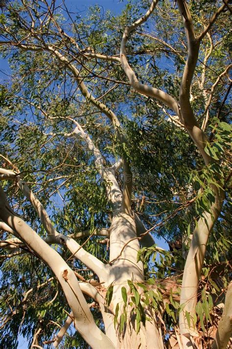 Eucalyptus Tree Stock Photo Image Of Trunk Clouds Tree 4215038