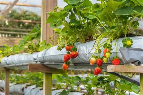 Hydroponic Strawberries Grower Today